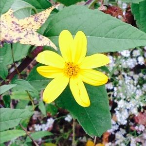 Meet your Posher, Misty